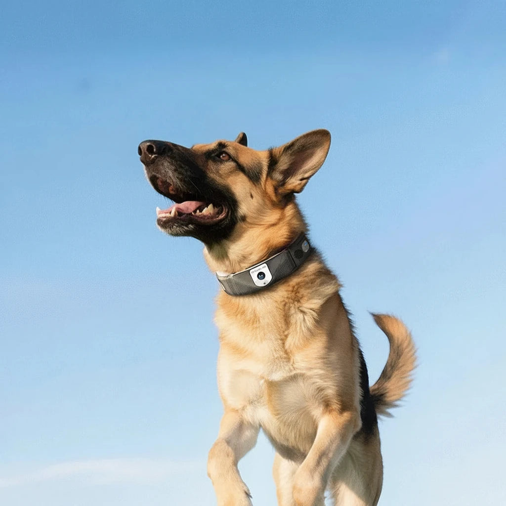 Collier GPS professionnel pour le dressage, le suivi et la sécurité du chien Auralis