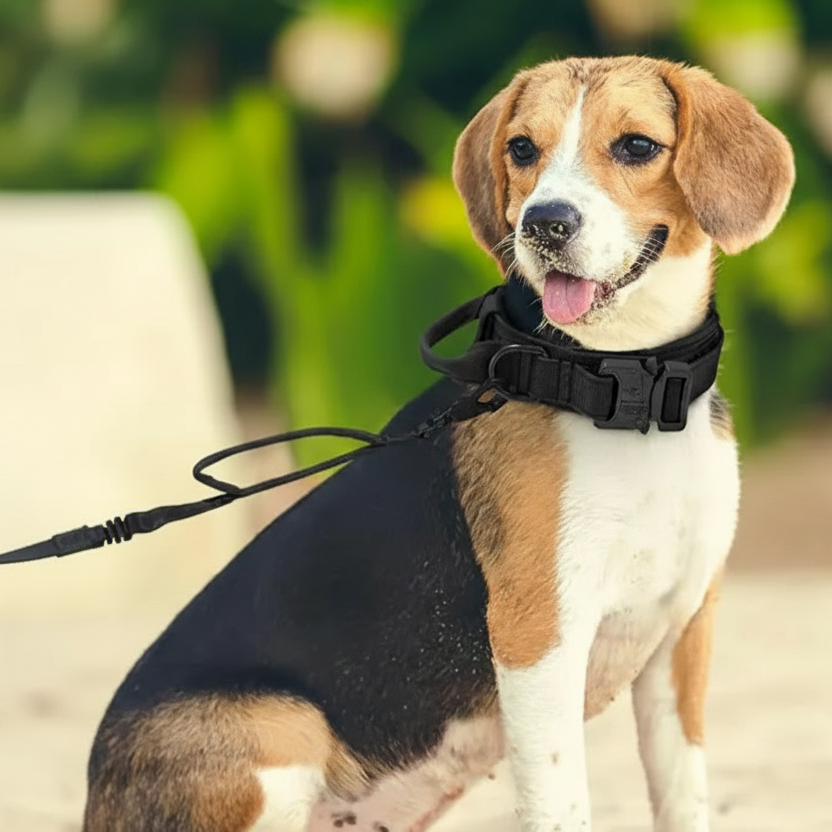 Collier pour chien tactique sport nylon dressage Auralis