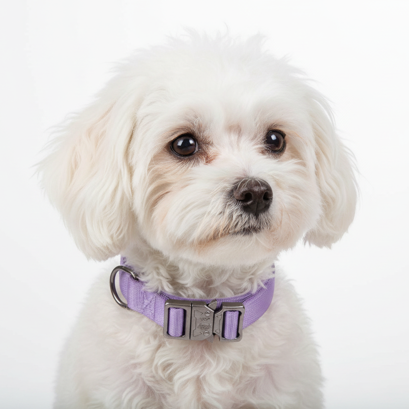Collier pour chien tactique sport nylon dressage Auralis