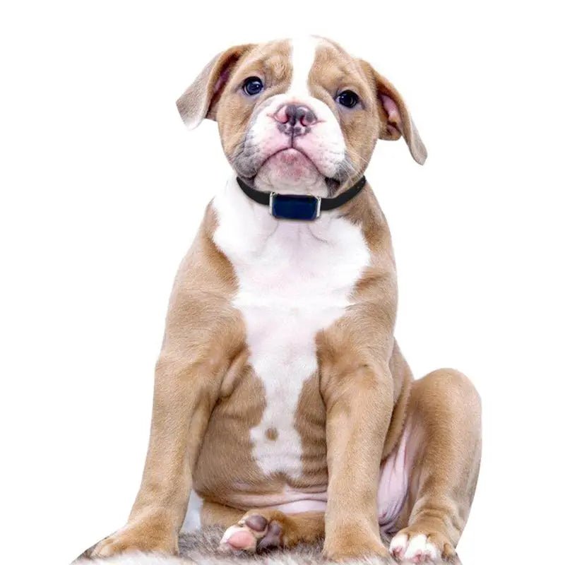 Collier de localisation GPS anti-perte pour animal Auralis