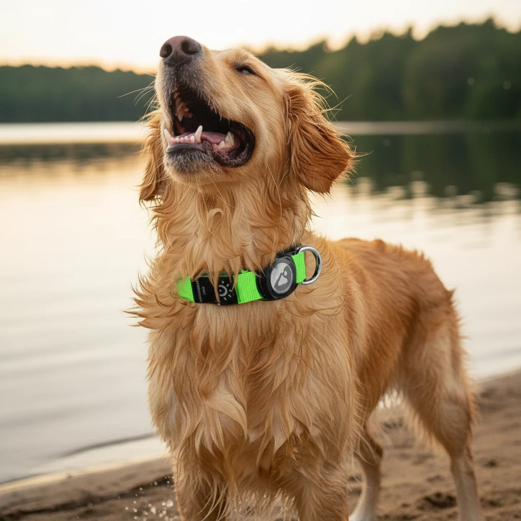 LED Dog Collar with Built-in AirTag Holder, Rechargeable Waterproof & Reflective for Night Safety, Adjustable Auralis