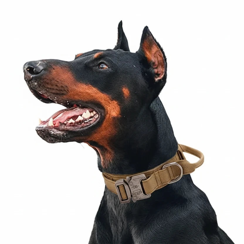 Outdoor Sports Style Tactical Dog Collar Usable Collar For Medium To Large Dogs With Traction Capability for Dog Training Auralis